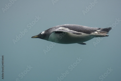 Penguin in flight