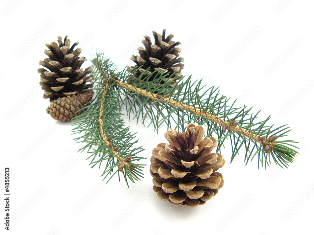 pine pine