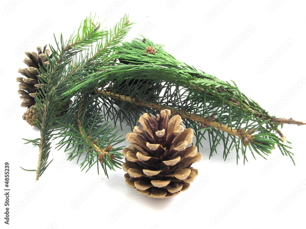 pine pine