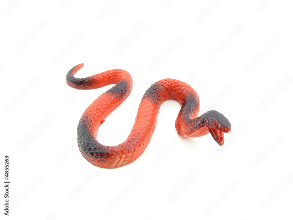 Obraz premium Cobra