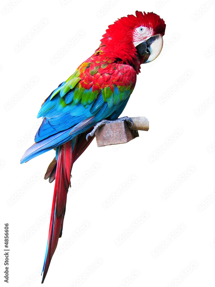 Red macaw w/ clipping path