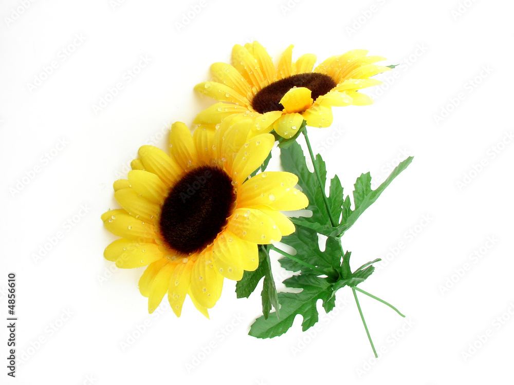 Obraz premium Sunflowers
