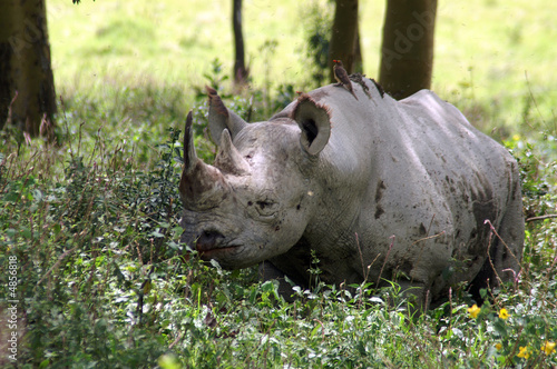 Black Rhino