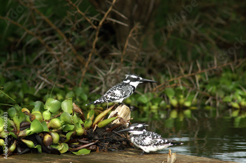 Pied Kingfishers