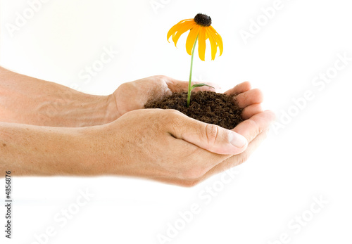 Hands holding flower photo