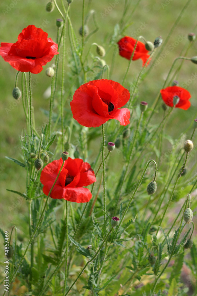 Fototapeta premium Coquelicots