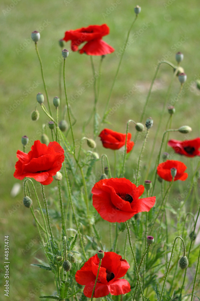 Fototapeta premium Coquelicots
