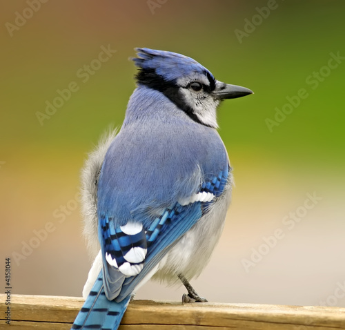 Blue Jay on deck rail.