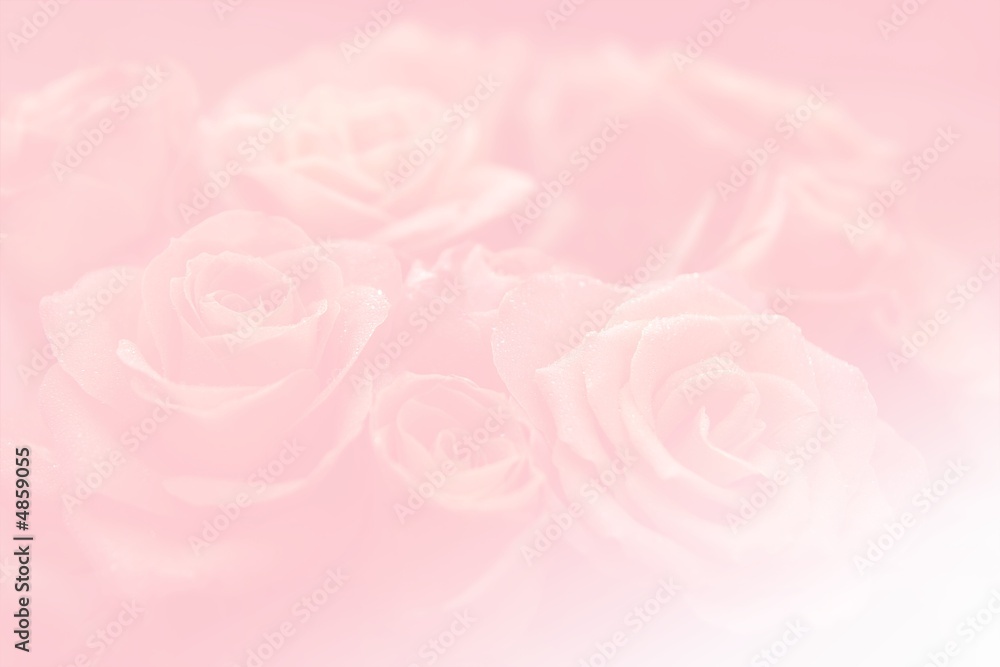 Pink background with  motive of rose