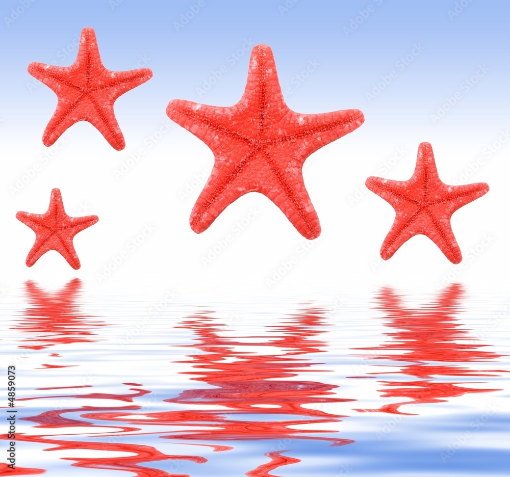starfish on a blue background and theinr reflexion starfish on a blue background and theinr reflexion