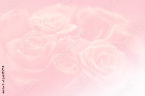 Pink background with motive of rose