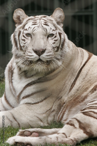 WHITE TIGERS