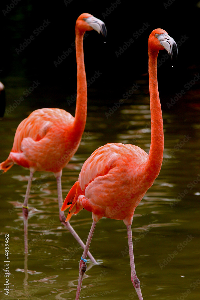 FLAMINGO PAIR