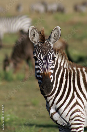 Burchell Zebra