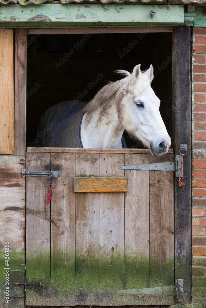 Naklejka premium Horse in stable