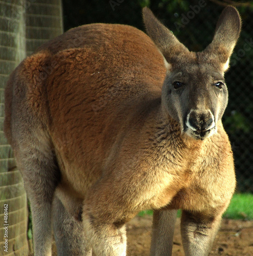 kangeroo