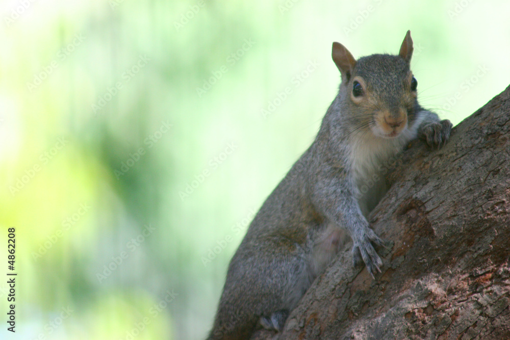 cute squirrel climbing in a tree 