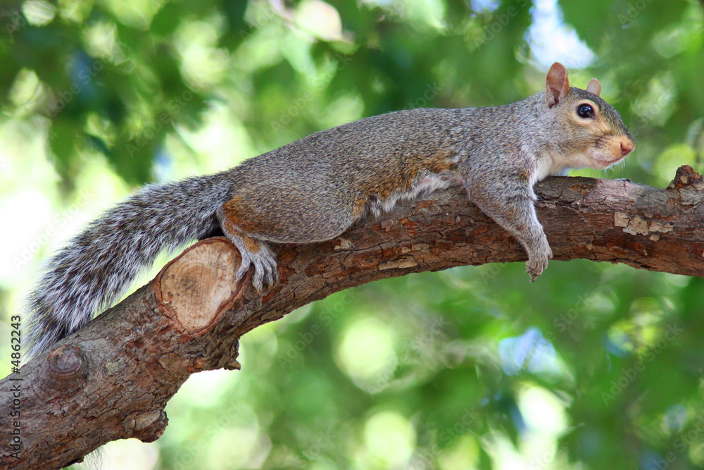 cute squirrel climbing and being lazy in a tree 