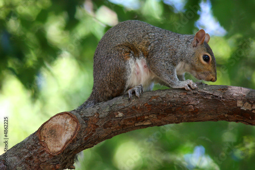 cute squirrel climbing in a tree 