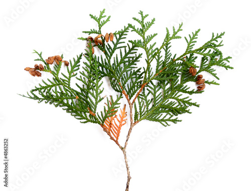 Obraz na plátně thuja