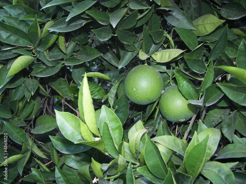 New Growth