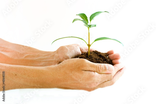 Hands holding seedling plant photo