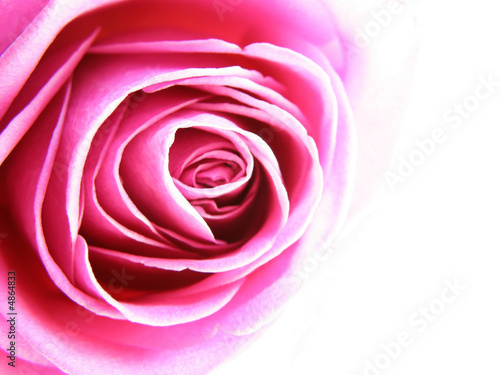 pink rose