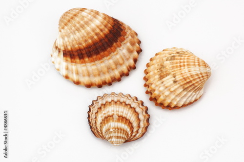 shell on white background