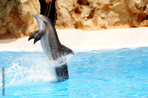 Displaying Dolphin