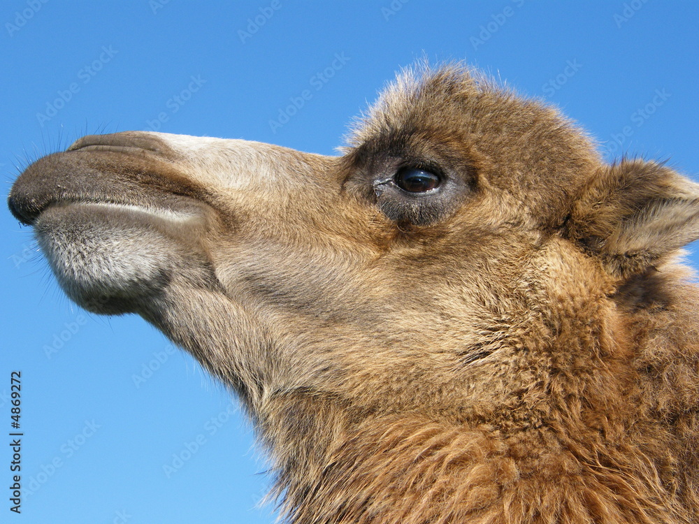 Fototapeta premium Camel