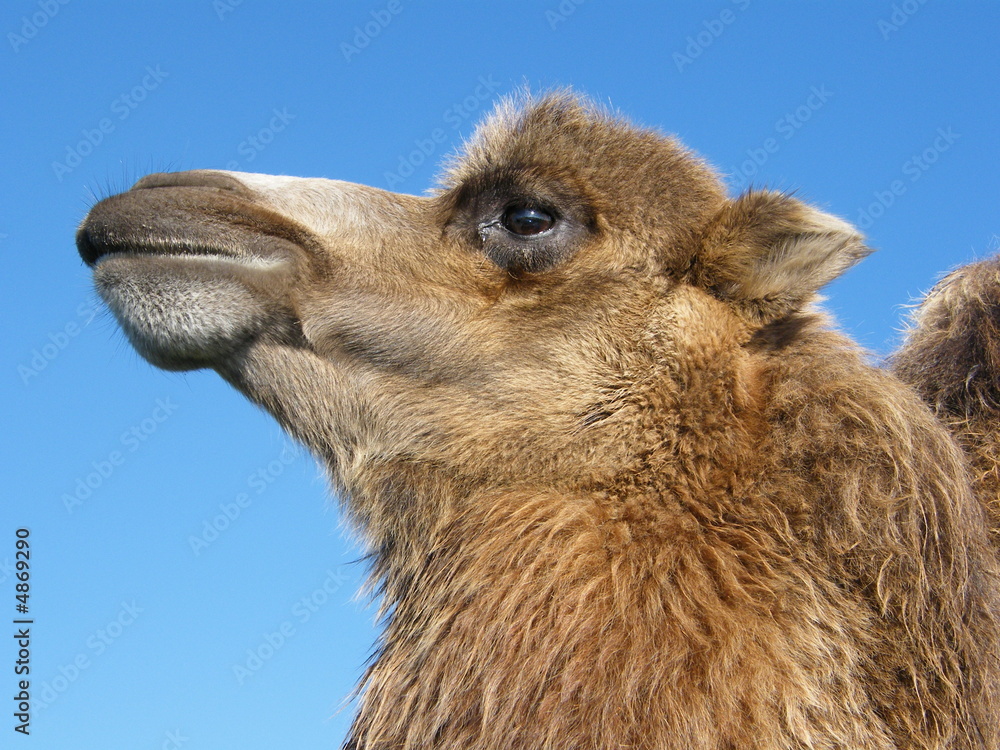 Fototapeta premium Camel Head