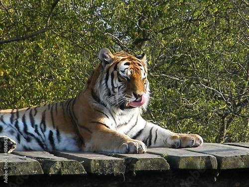 Resting Tiger