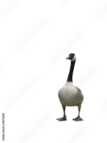 canadian goose 