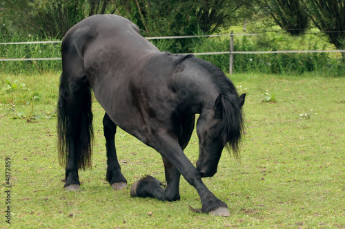 Bild auf Leinwand Horse bow