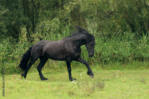 Full canter