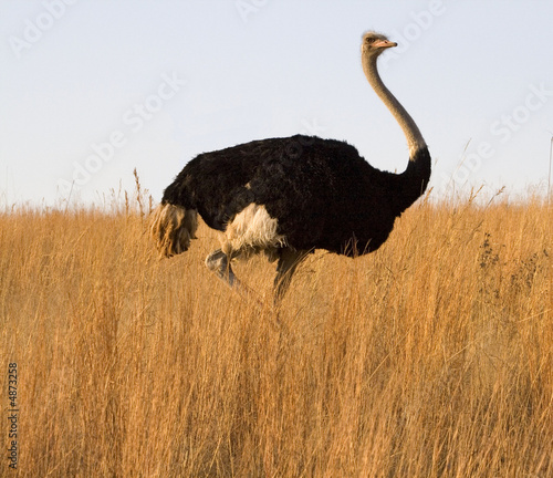 Grassland Ostrich