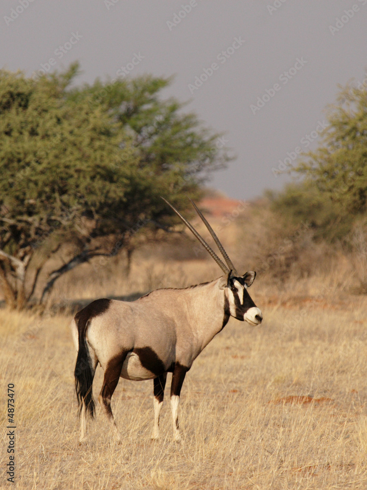 Fototapeta premium Oryx-Antilope