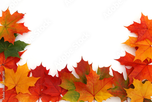 colorful maple leaf background