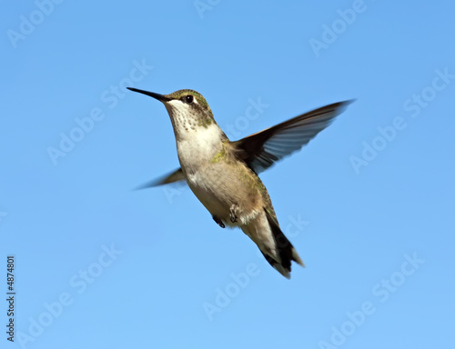 Solo flying Hummingbird with blue sky background. © Al Mueller