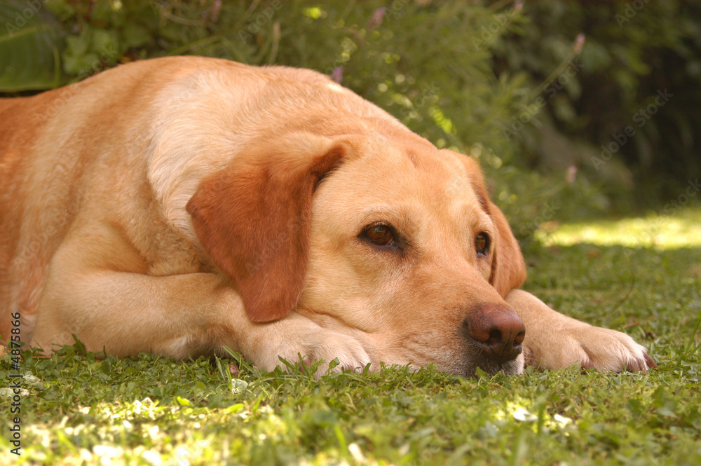 labrador labrador