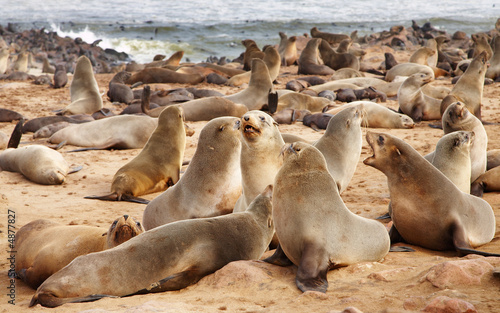 Colony of seals