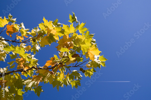 Vor dem Herbst flüchten
