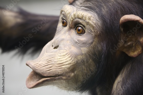 Photography stuffed of monkey