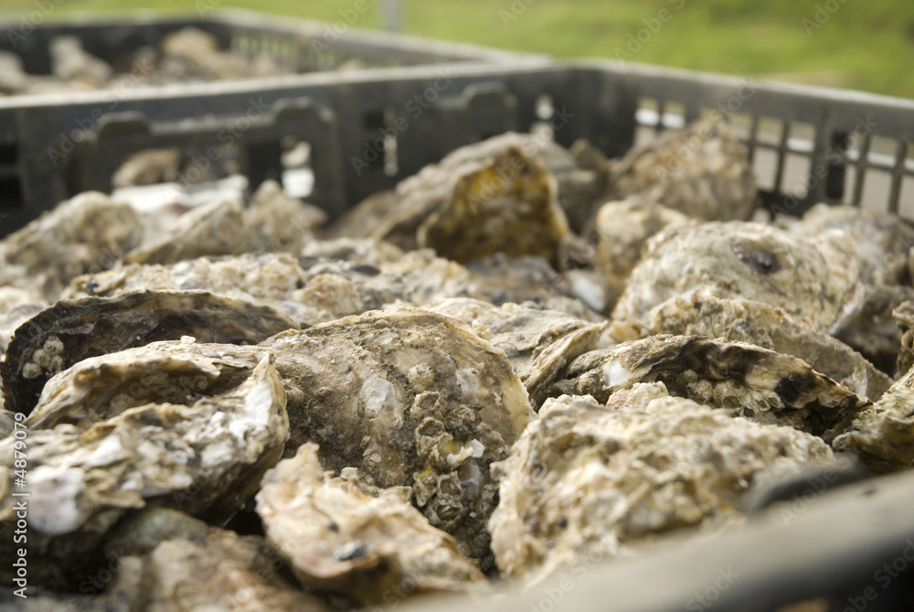 oysters oysters