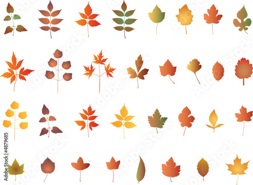 Abstract   floral background - vector