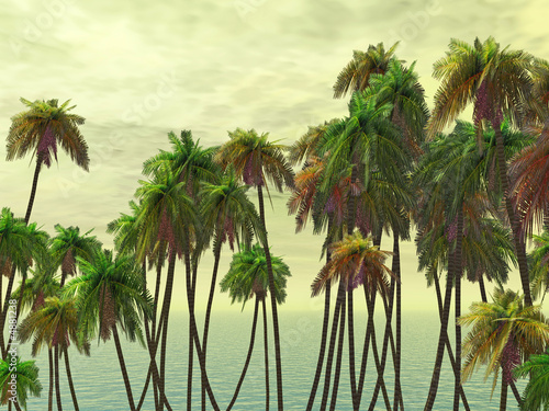 Palms tops © Sergey Tokarev