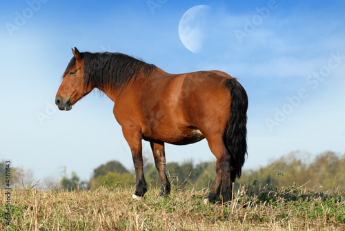 cheval bai sur la colline