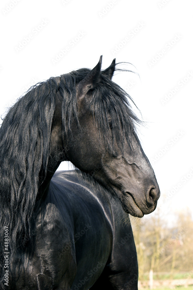 Obraz premium Friese