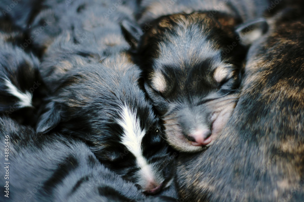 Sweet sleeping puppies - the first day of their life Sweet sleeping puppies - the first day of their life