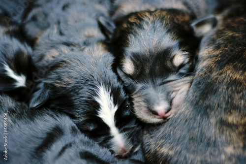 Sweet sleeping puppies - the first day of their life photo